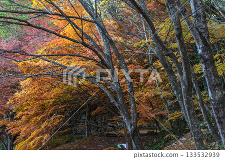 251118 Shiroyama Park z051 133532939