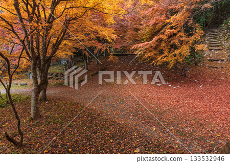 251118 Shiroyama Park z064 133532946