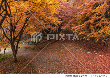 251118 Shiroyama Park z066 133532947