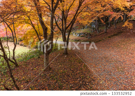 251118 城山公園 z080 133532952