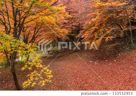 251118 Shiroyama Park z084 133532953