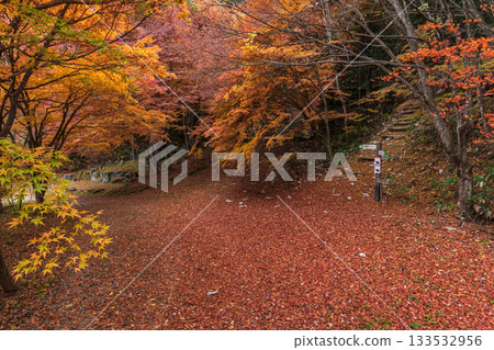 251118 Shiroyama Park z091 133532956