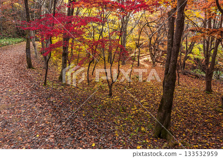 251118 Shiroyama Park Z107 251118 Shiroyama Park Z107 133532959