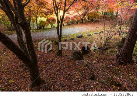 251118 城山公園 z127 251118 城山公園 z127 133532962