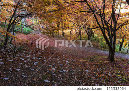 251118 城山公園 z133 133532964