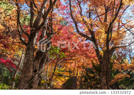 251118 城山公園 z152 133532972