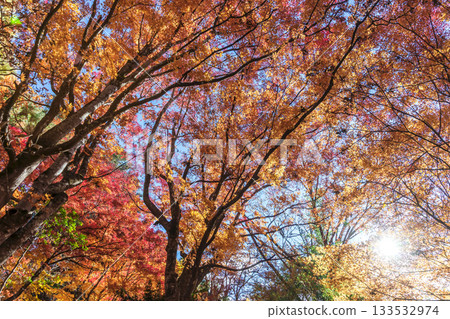 251118 城山公園 z158 133532974