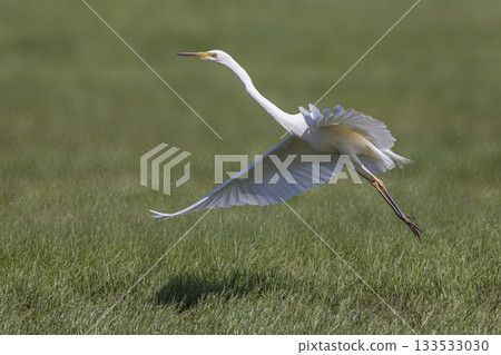Great egret gracefully taking flight in the meadow of Eempolder, Eemnes 133533030