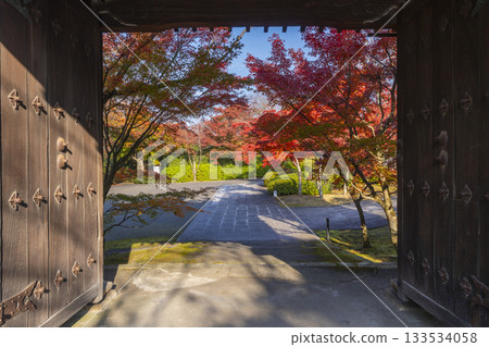 Kyoto Shoren-in Temple Fukutokumon Gate Autumn leaves season 133534058