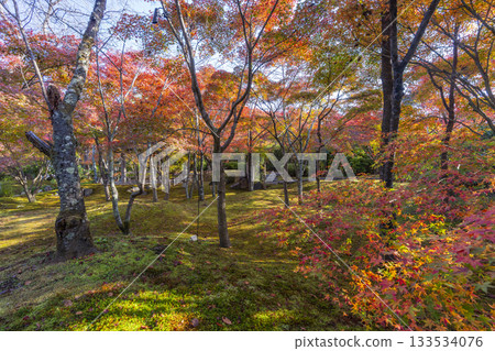京都將軍塚青龍殿日本庭園秋季賞楓季 133534076