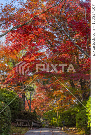 京都將軍塚青龍殿日本庭園秋季賞楓季 133534107