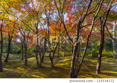 京都將軍塚青龍殿日本庭園秋季賞楓季 京都將軍塚青龍殿日本庭園秋季賞楓季 133534112
