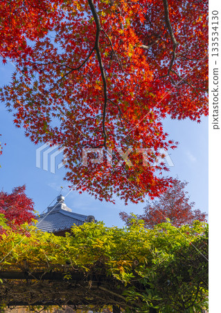 京都將軍塚青龍殿日本庭園秋季賞楓季 133534130