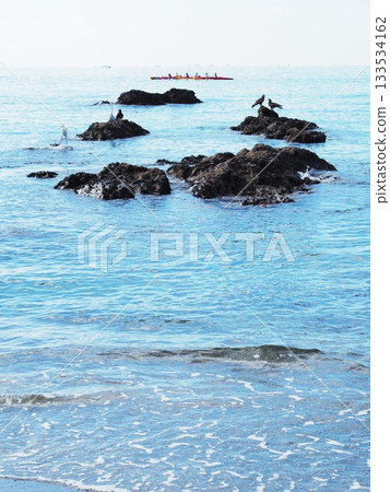 Kanagawa Prefecture, Herons and Black Kites Coexisting on Rocky Ground, October 133534162