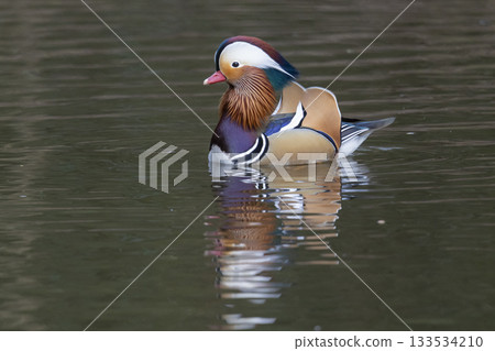 Male mandarin duck swims gracefully in calm waters of the Netherlands Male mandarin duck swims gracefully in calm waters of the Netherlands 133534210