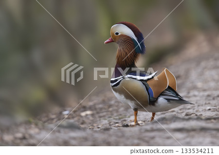 Male mandarin duck stands proudly on the shore in the Netherlands showcasing vibrant plumage and striking colors 133534211