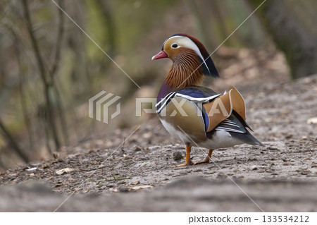 Male mandarin duck stands proudly on the shore in the Netherlands showcasing vibrant plumage and striking colors 133534212