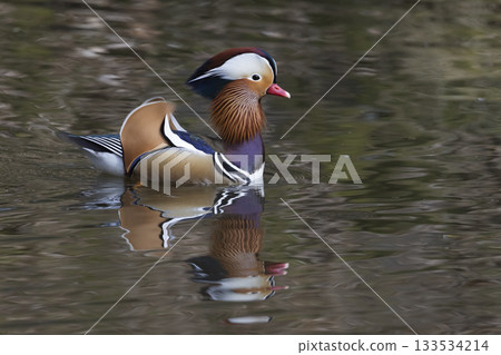 Male mandarin duck swims gracefully in calm waters of the Netherlands Male mandarin duck swims gracefully in calm waters of the Netherlands 133534214