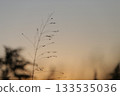 夕陽染紅的花朵 133535036