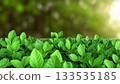 Green leaves creating natural background with bokeh effect and sunlight 133535185