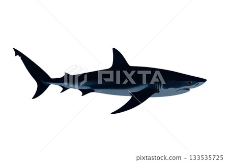 A sleek, dark shark gliding through water, showcasing its streamlined body and powerful fins. 133535725