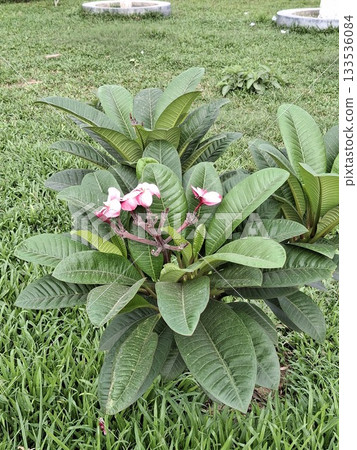 Tropical Plant with Vibrant Pink Flowers in a Green Landscap Tropical Plant with Vibrant Pink Flowers in a Green Landscap 133536084