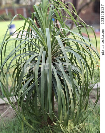 Vibrant Green Tropical Plant with Long Lean Leaves in Sunny Outdoor Setting Vibrant Green Tropical Plant with Long Lean Leaves in Sunny Outdoor Setting 133536127