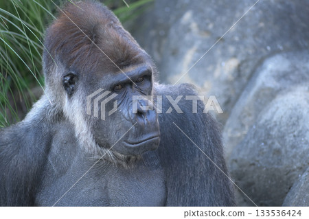 一位長相酷似大猩猩的老婦人聽著故事，說道：“你一定也過得很艱難吧。” 133536424