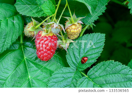 Berries ripe raspberry on a bush and a ladybird Berries ripe raspberry on a bush and a ladybird 133536565
