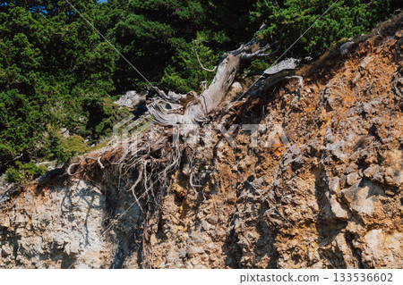 Cretan mountain landscape with exposed roots of old pine tree after landslide. 133536602