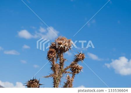 Dry thistle against blue sky 133536604