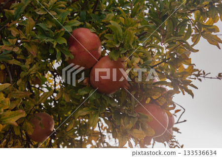 Abundance of red pomegranates on a tree with green and yellow autumn leaves 133536634