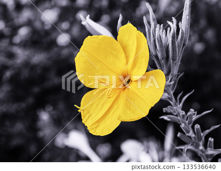 Flowering evening primrose Flowering evening primrose 133536640
