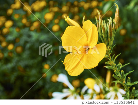 Flowering evening primrose Flowering evening primrose 133536641
