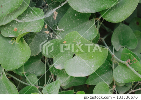 Heart-shaped Smilax aspera leaves covered in spider mite webbing and pest damage 133536670