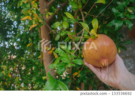 Woman's hand presenting a beautiful, ripe pomegranate in a vibrant green garden Woman's hand presenting a beautiful, ripe pomegranate in a vibrant green garden 133536692