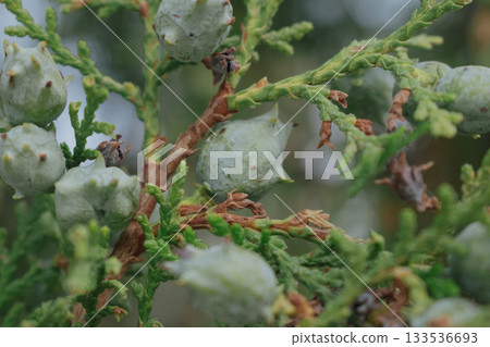 Cones of the eastern arborvitae or Platycladus tree, an evergreen tree from the cypress family 133536693