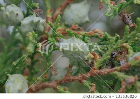 Cones of the eastern arborvitae or Platycladus tree, an evergreen tree from the cypress family Cones of the eastern arborvitae or Platycladus tree, an evergreen tree from the cypress family 133536820