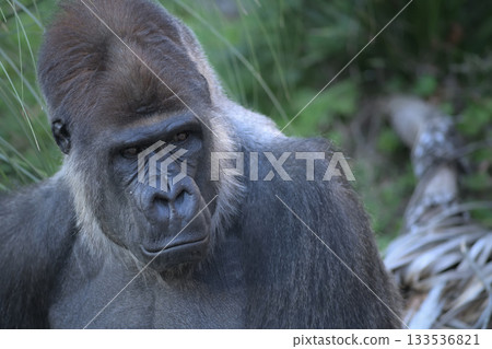 一隻長相像老人的大猩猩點頭表示同意，這在世界上是可能發生的事。 133536821