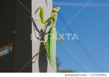 Green European mantis in summer under sunlight 133536948