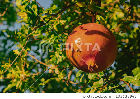 Ripe pomegranate hanging on a tree branch, basking in the warm golden sunlight 133536965