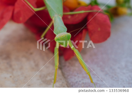 Green European mantis posing and smiling against the background of a red flower Green European mantis posing and smiling against the background of a red flower 133536968