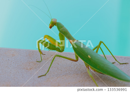 Green European mantis against the background of a swimming pool and blue water Green European mantis against the background of a swimming pool and blue water 133536991