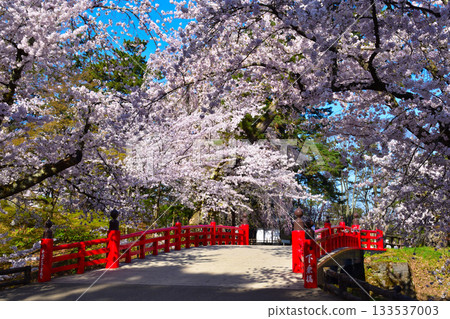 Spring Cherry Blossoms Hirosaki Castle Shimojobashi Bridge Spring Cherry Blossoms Hirosaki Castle Shimojobashi Bridge 133537003