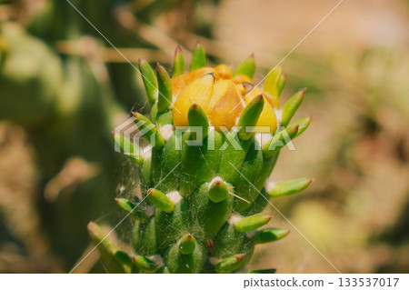 Close-up of a yellow-orange flower bud of Austrocylindropuntia cactus 133537017
