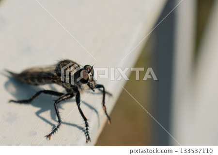 Hairy robber fly with large eyes standing and preparing to fly for new prey 133537110
