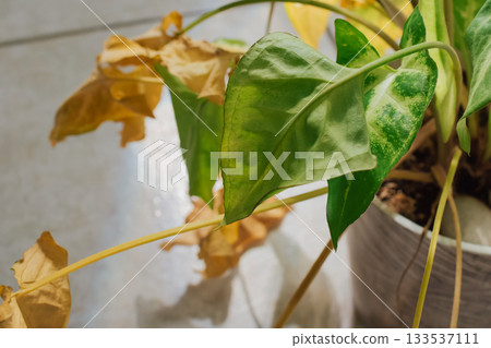 Arrowhead vine houseplant with yellow and green leaves starting to dry from lack of watering 133537111