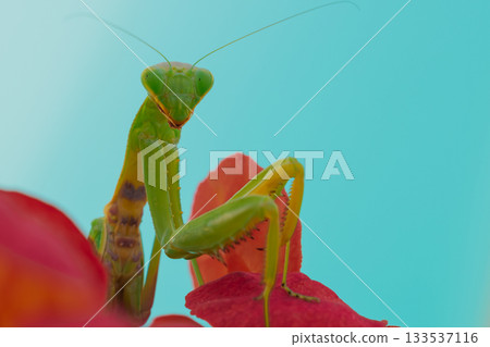 Green European mantis posing and smiling against the background of a red flower Green European mantis posing and smiling against the background of a red flower 133537116