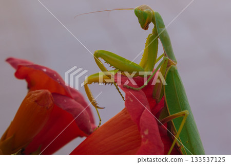 Green European mantis posing and smiling against the background of a red flower Green European mantis posing and smiling against the background of a red flower 133537125