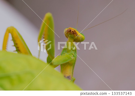 Green European mantis against the background of leaves. 133537143